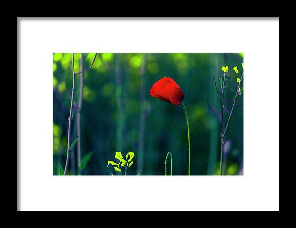 Bulgaria Framed Print featuring the photograph Poppy by Evgeni Dinev