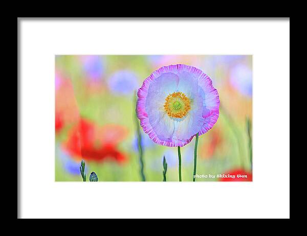Poppy Flowers Framed Print featuring the photograph Poppy Flowers by Shixing Wen
