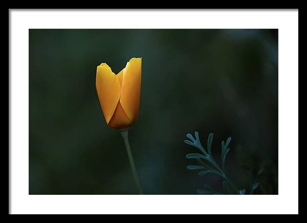 Flower Framed Print featuring the photograph Poppy on Fire by By MichelsPhotos