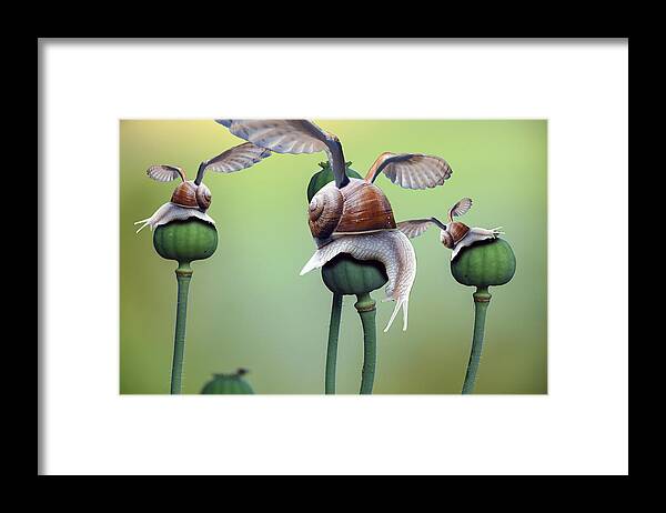 Poppy Framed Print featuring the digital art Poppy Snail by Piotr Dulski