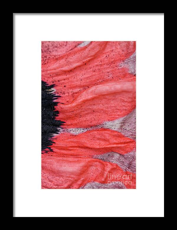 Abstract Framed Print featuring the photograph Poppy Sunrise by Karen Adams