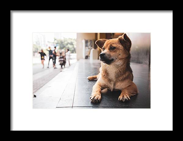 Pets Framed Print featuring the photograph Portrait of a cute dog in the street in China . by Kiszon Pascal