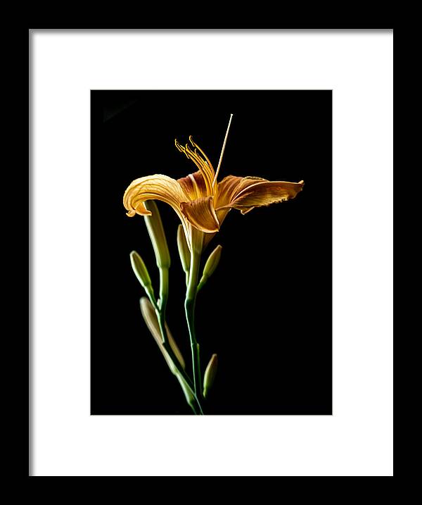 Stilllife Framed Print featuring the photograph Portrait of a Daylily by Maggie Terlecki