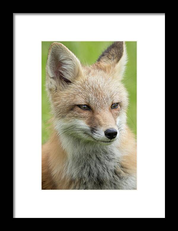 Red Fox Framed Print featuring the photograph Portrait of a Fox by Everet Regal