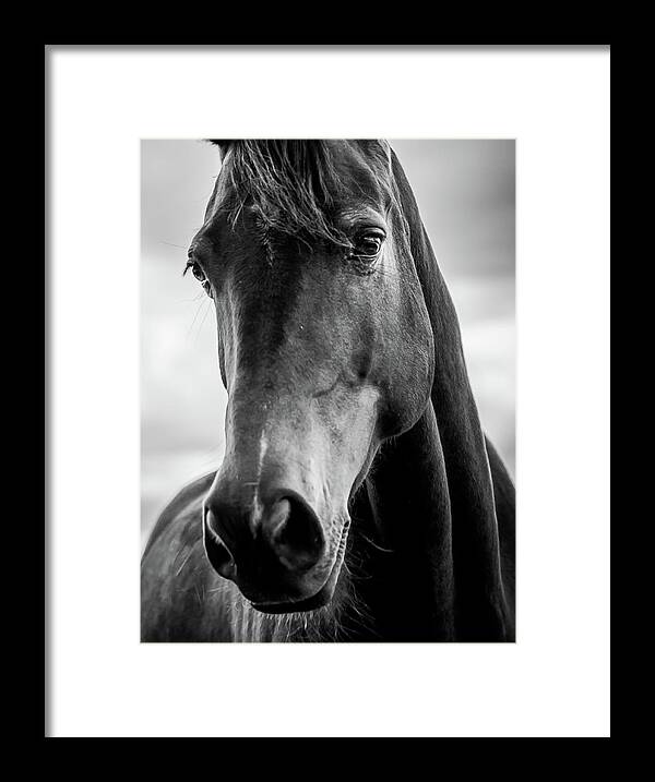 Horse Framed Print featuring the photograph Portrait Of A Horse by Nicklas Gustafsson