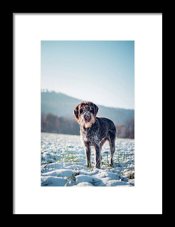 Baby Blue Framed Print featuring the photograph Rough-coated Bohemian Pointer by Vaclav Sonnek