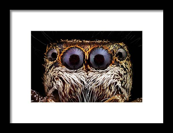 Spider Framed Print featuring the photograph Portrait of a jumping spider magnified 10 times by Mihai Andritoiu