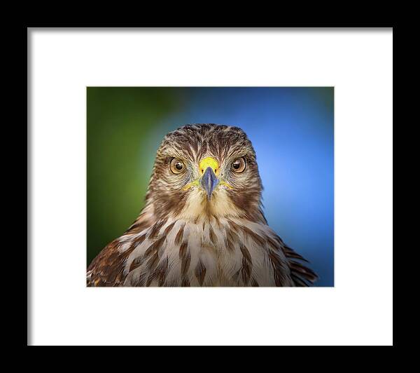 Red Shouldered Hawk Framed Print featuring the photograph Portrait of a Raptor by Mark Andrew Thomas