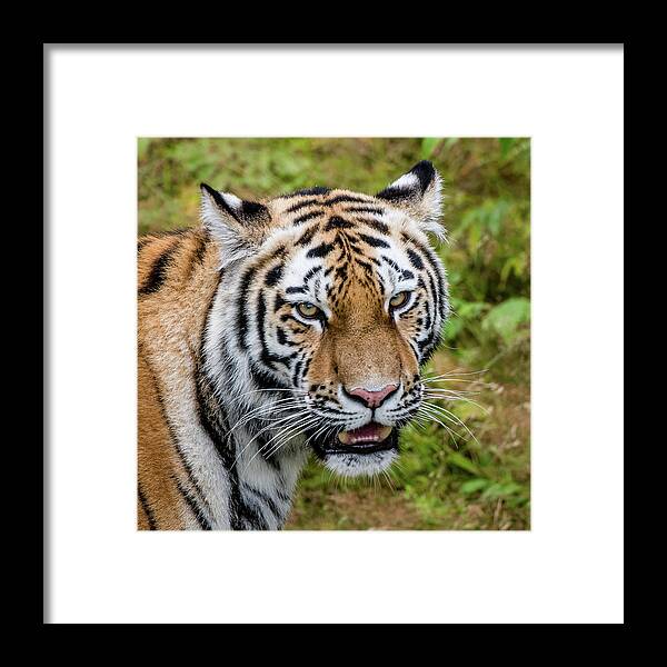 Carnivora Framed Print featuring the photograph Portrait of a Siberian tiger or Amur tiger looking at you by Torbjorn Swenelius