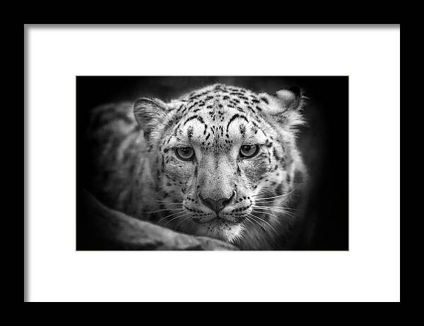 Snow Leopard Framed Print featuring the photograph Portrait of a Snow Leopard - b/w by Chris Boulton