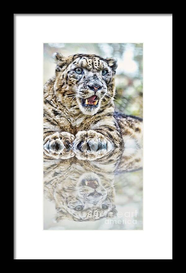 Snow Leopard Framed Print featuring the photograph Portrait of a Snow Leopard with a Reflection by Jim Fitzpatrick