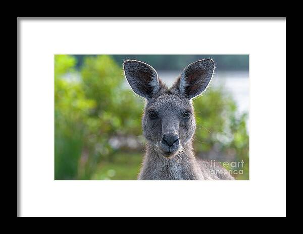 Kangaroo Framed Print featuring the photograph Portrait of a Wild Kangaroo II by Daniel M Walsh