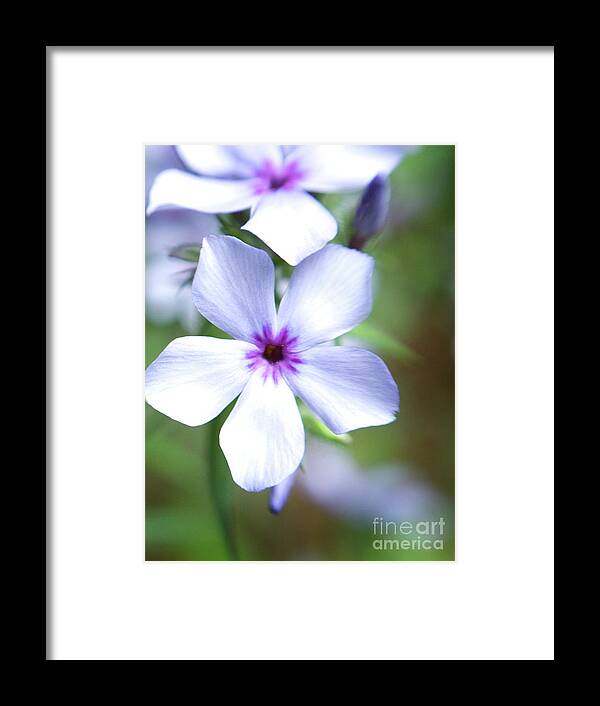 Color Framed Print featuring the photograph Portrait of Chattahoochie Phlox by Dorothy Lee