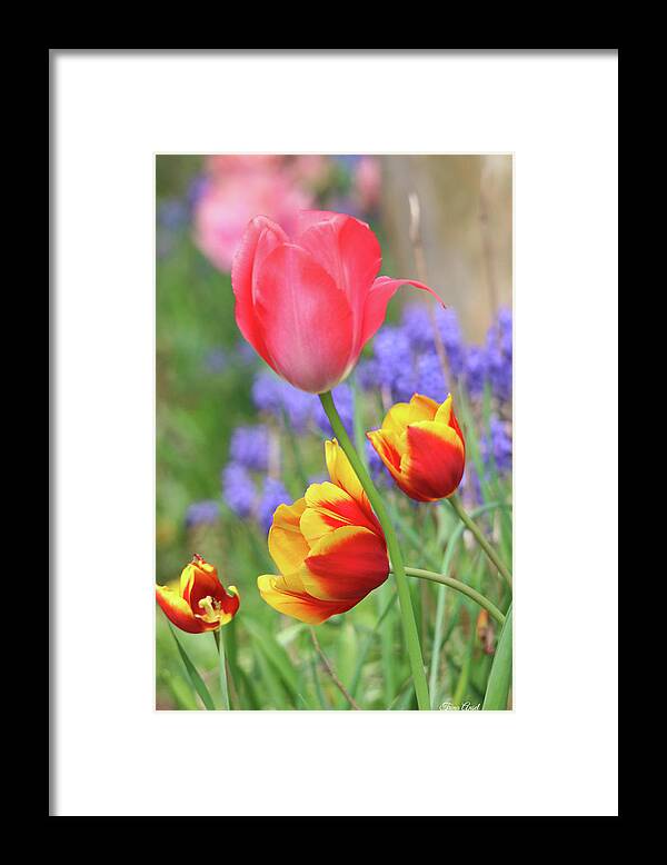 Flowers Framed Print featuring the photograph Portrait of Lovely Tulips by Trina Ansel
