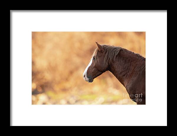 Stallion Framed Print featuring the photograph Portrait by Shannon Hastings