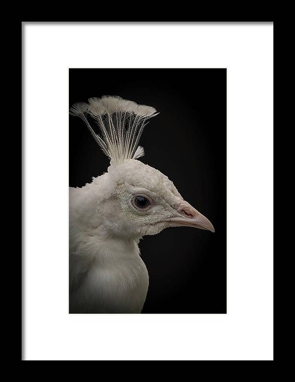 Portrait Framed Print featuring the digital art Portrait white peacock by Marjolein Van Middelkoop