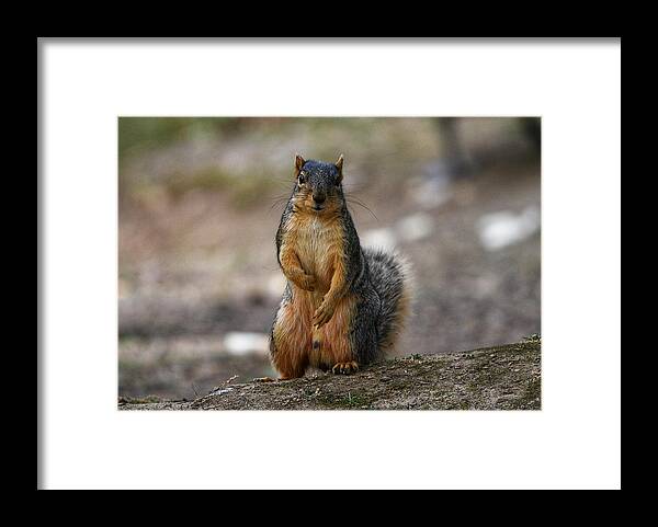 Photography Framed Print featuring the photograph You talkin' to me? by Evan Foster
