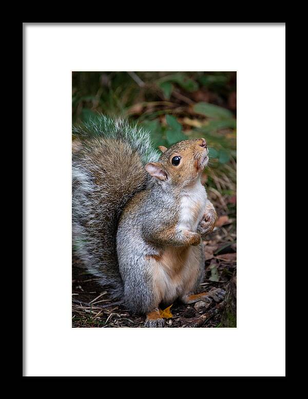Squirrel Framed Print featuring the photograph Posing Squirrel by Linda Bonaccorsi