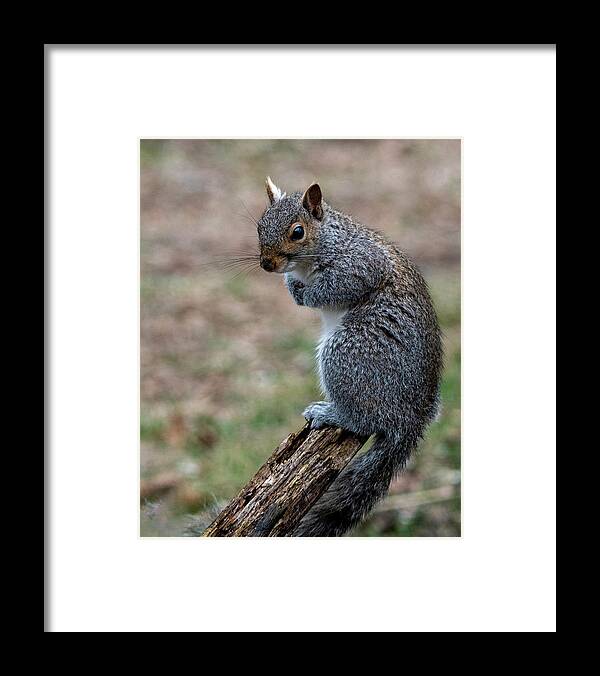 Mammal Framed Print featuring the photograph Posted by Cathy Kovarik
