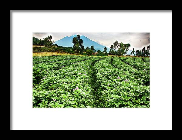 Uganda Framed Print featuring the photograph Potato Farm Batwa Trail by Matt Cohen