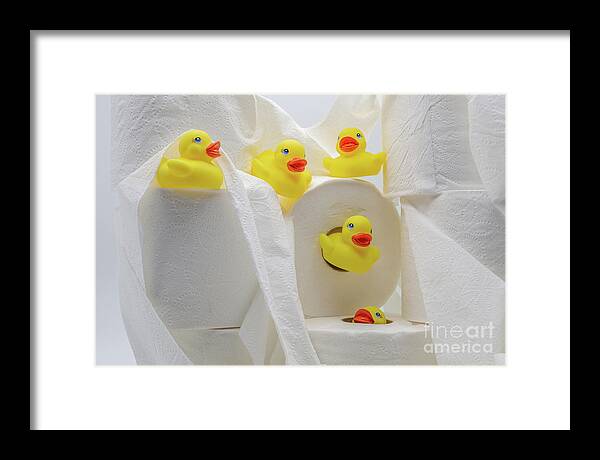 Duckies Framed Print featuring the photograph Potty Time by John Hartung