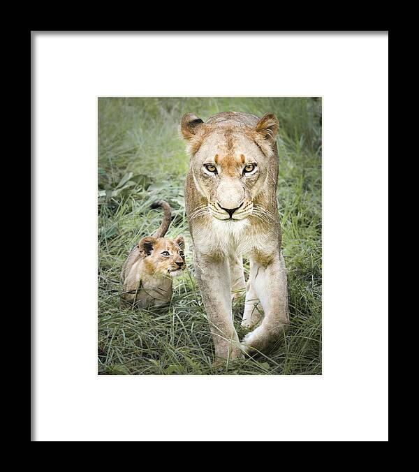 Lioness Framed Print featuring the photograph Powerful by Rebecca Herranen