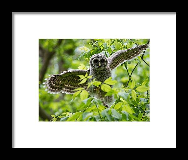 Owlet Framed Print featuring the photograph Practice Flight by Judy Link Cuddehe