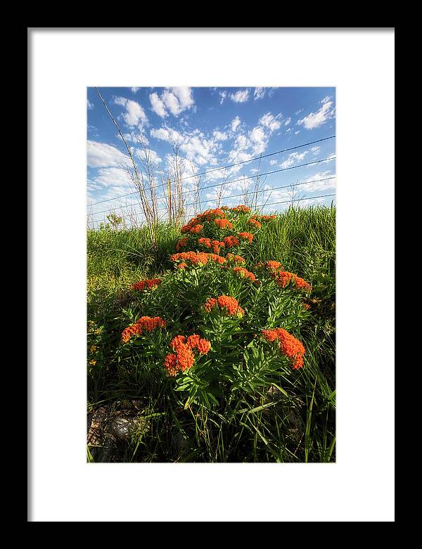 Blue Sky Framed Print featuring the photograph Praire Wildflowers by Scott Bean