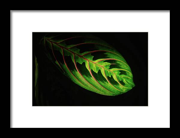 New Hampshire Framed Print featuring the photograph Prayer Plant In The Light by Jeff Sinon