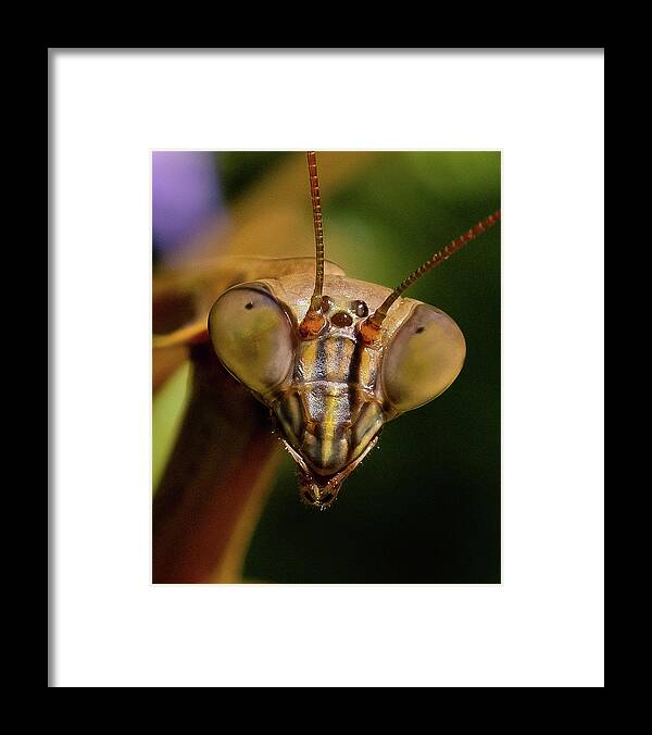 Praying Mantis Framed Print featuring the photograph Praying Mantis Face  by William Jobes