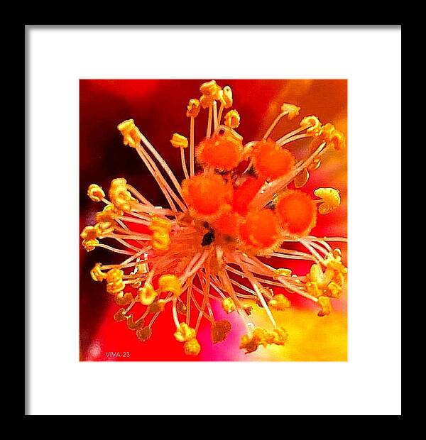 Stamens Framed Print featuring the photograph Precious Stamens by VIVA Anderson