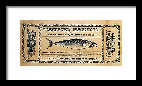 Preserved Mackeral Framed Print featuring the mixed media Preserved Mackerel by Richard Reeve