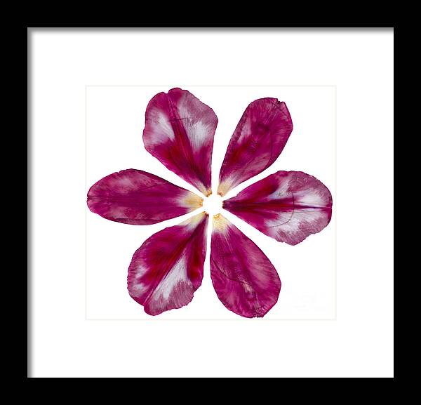 Pink Framed Print featuring the photograph Pressed Pink Tulip Petals by Michelle Bien