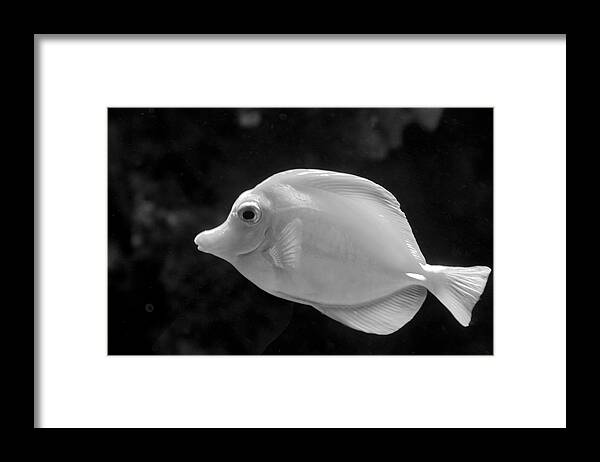 Fish Framed Print featuring the photograph Prestige by Gina Cinardo