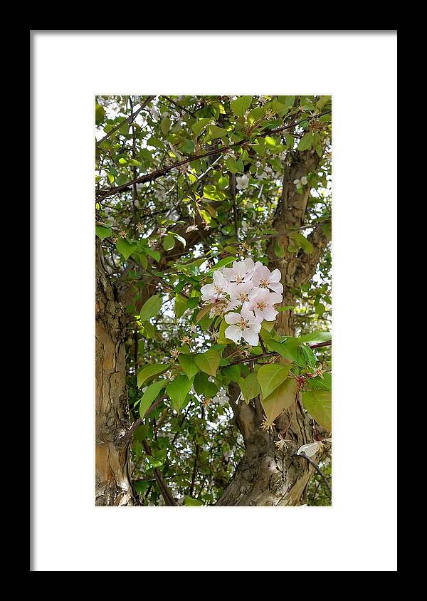 Blossoms Framed Print featuring the photograph Pretty Cluster by Amanda R Wright