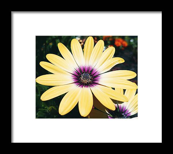 Flower Framed Print featuring the photograph Pretty Eyed Flower by Dani McEvoy