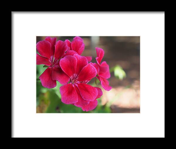 Red Framed Print featuring the photograph Pretty Flower 5 by C Winslow Shafer