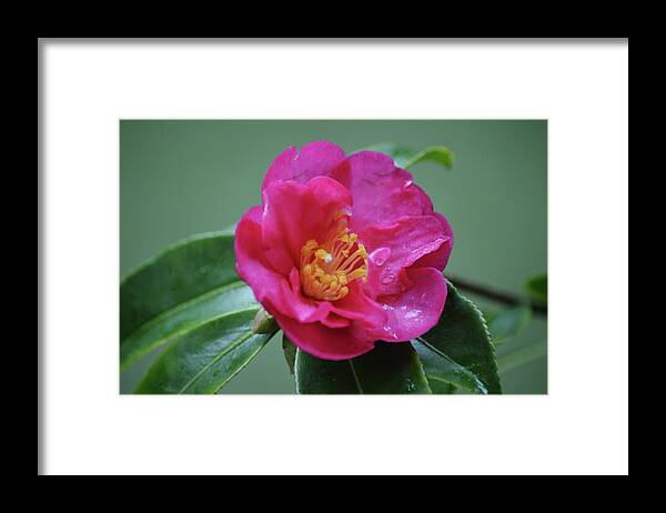 Flower Framed Print featuring the photograph Pretty in Pink Camellia Flower After a Rain by Gaby Ethington