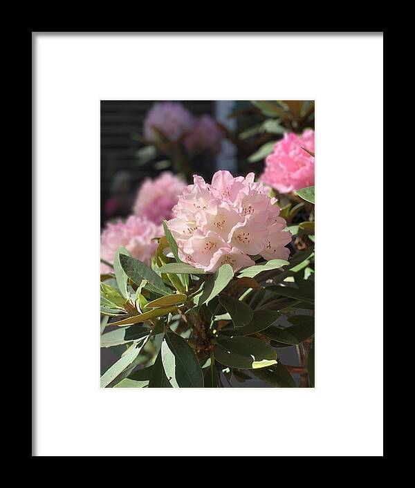 Rhododendron Framed Print featuring the photograph Pretty in Pink by Juliette Becker