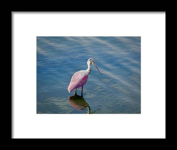 Spoonbill Framed Print featuring the photograph Pretty in Pink by Laura Putman