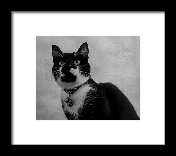 Cat Framed Print featuring the photograph Pretty Kitty by Cathy Kovarik
