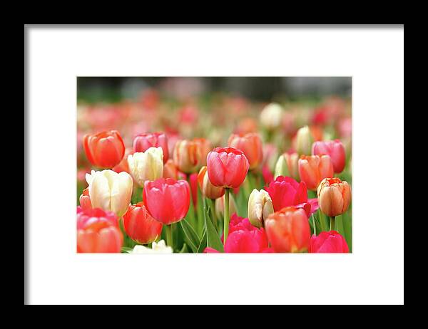 Nature Framed Print featuring the photograph Pretty Pastels by Lens Art Photography By Larry Trager