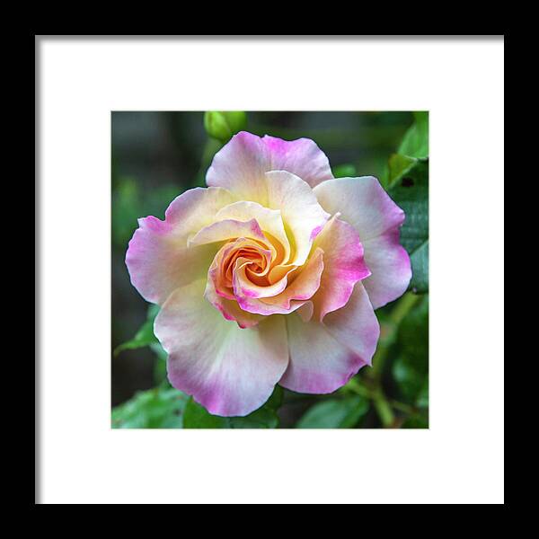 Flower Framed Print featuring the photograph Pretty Rose by Cathy Kovarik