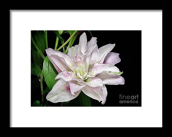 Art Framed Print featuring the photograph Pretty Rose Lily by Jeannie Rhode