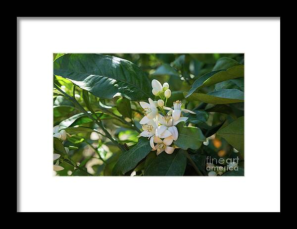 Orange Blossom Framed Print featuring the photograph Pretty white orange blossoms and green leaves by Adriana Mueller