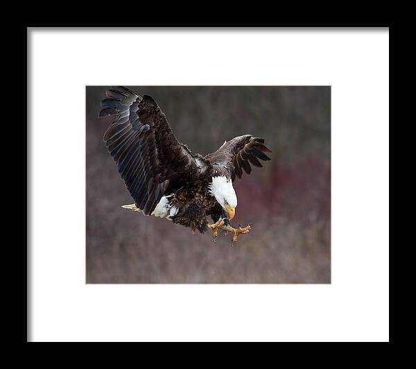 Eagle Framed Print featuring the photograph Prey Spotted by CR Courson