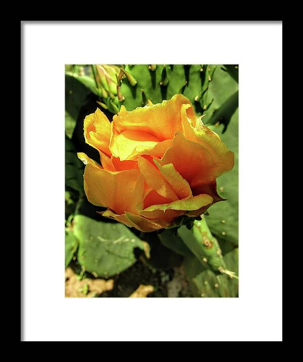 Prickly Pear Framed Print featuring the photograph Prickly beauty by Kim Galluzzo