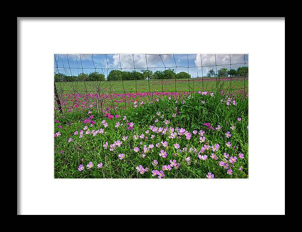 Spring Wildflowers Framed Print featuring the photograph Primrose at the Fenceline by Lynn Bauer