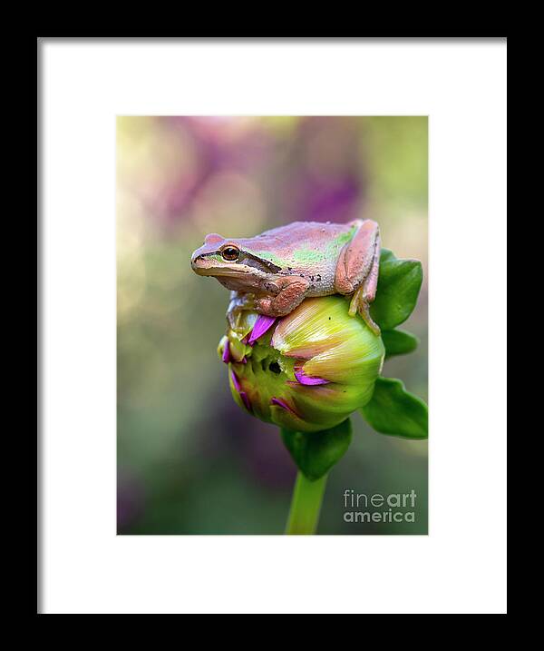 Frog Framed Print featuring the photograph Prince by Douglas Kikendall