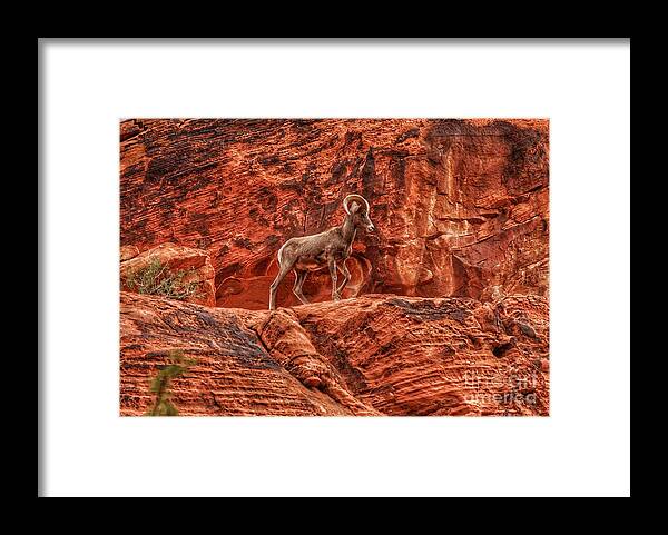  Framed Print featuring the photograph Prince of the Valley by Rodney Lee Williams